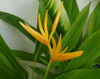 hamelia